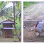 Andaman & Nicobar2