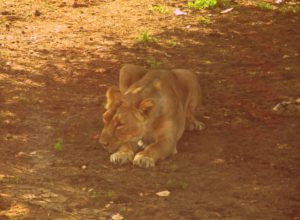 gir forest with kids