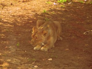 gir forest with kids