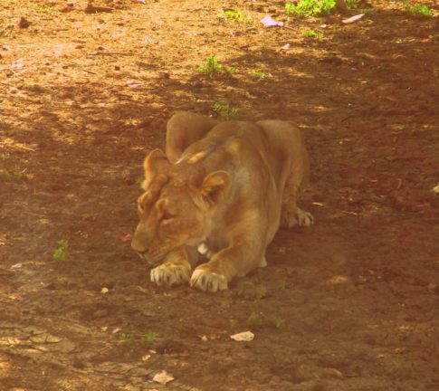 gir forest with kids