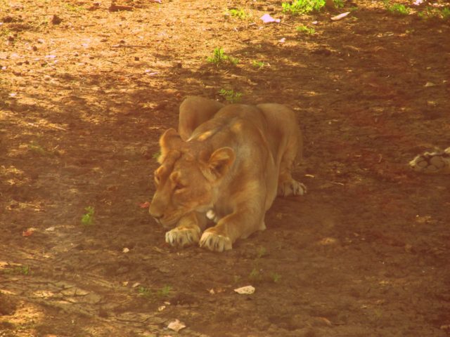 gir forest with kids