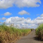 Sugarcane plantation