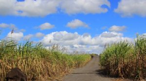 Sugarcane plantation