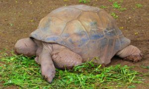 aldabra tortoise