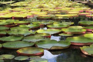 Pamplemousses Botanical Garden