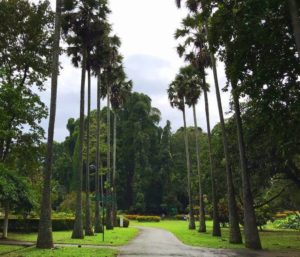 kandy botanical garden