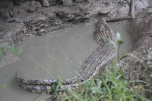 Crocodile watching in Sunderbans