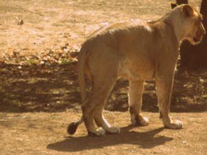 Gir forest with kids