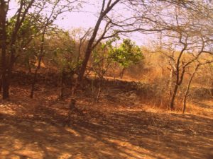 gir forest with kids