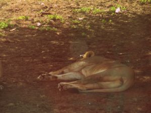 Gir forest with kids