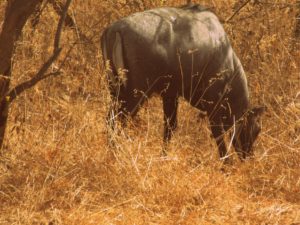 gir forest with kids