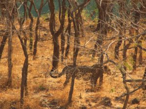 Gir forest with kids