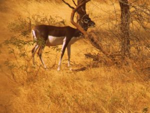 gir forest with kids