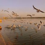 somnath (10)