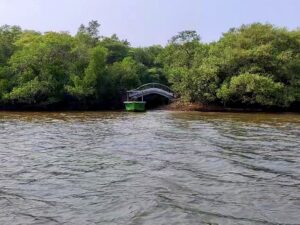 Chorao Island